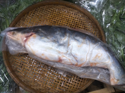 Cá Hú - Thiên Nhiên